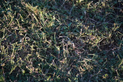 DSC01217