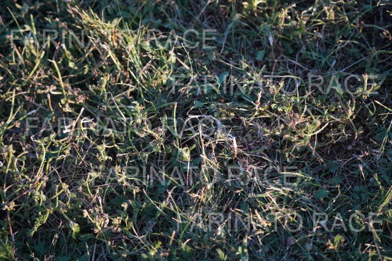 DSC01217